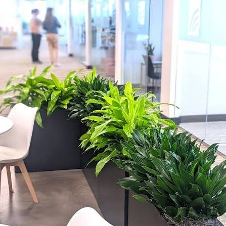 Areca Palm view